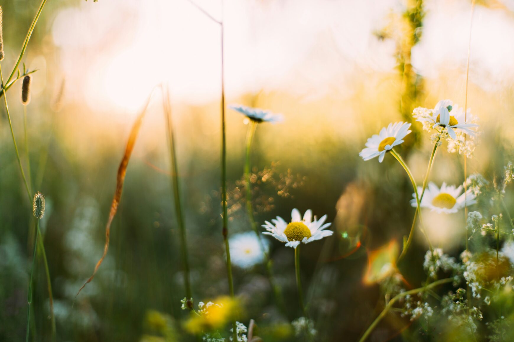 Sunny field of flowers