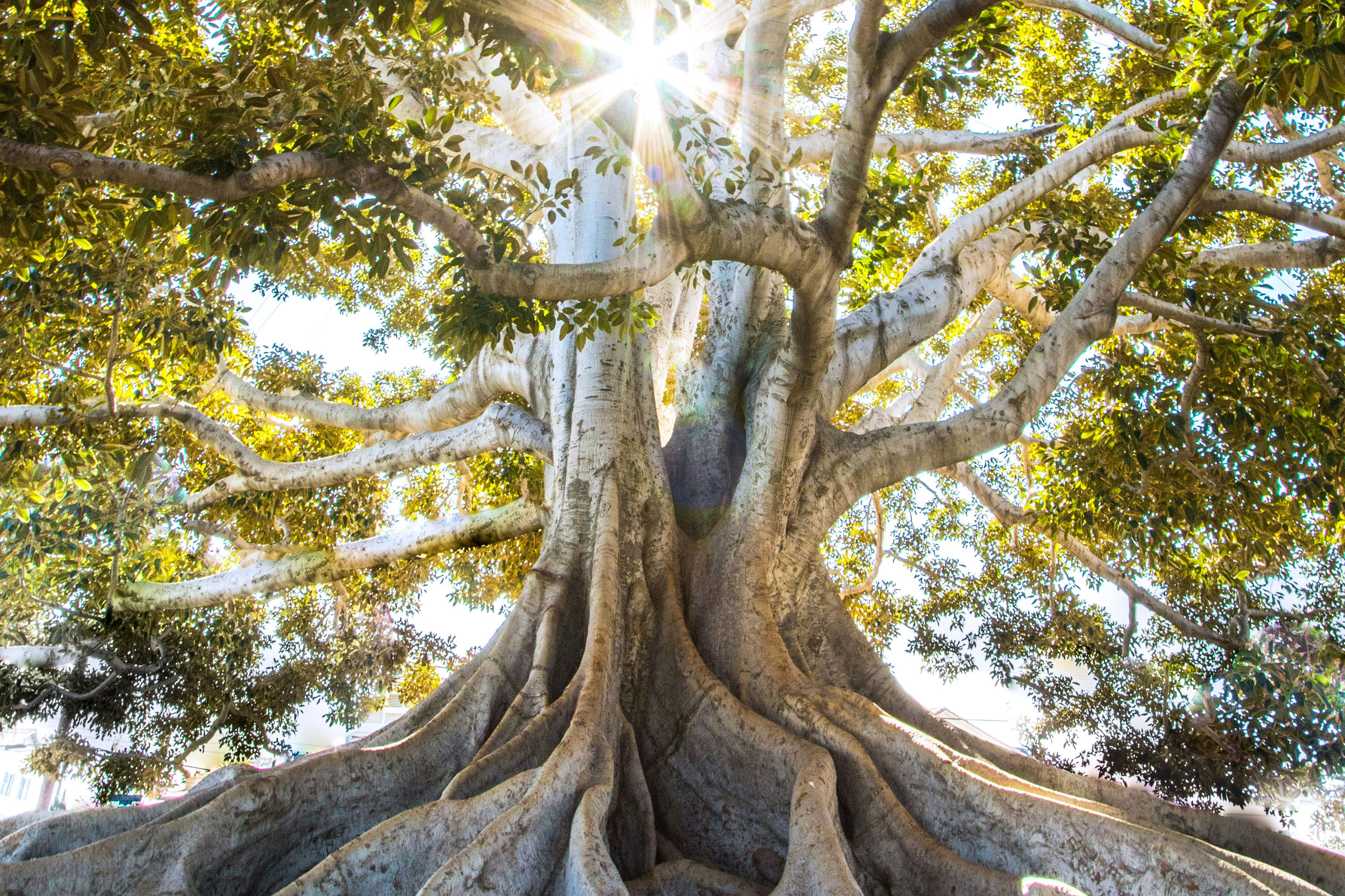 Sunlight filtering through the leaves of a tree.