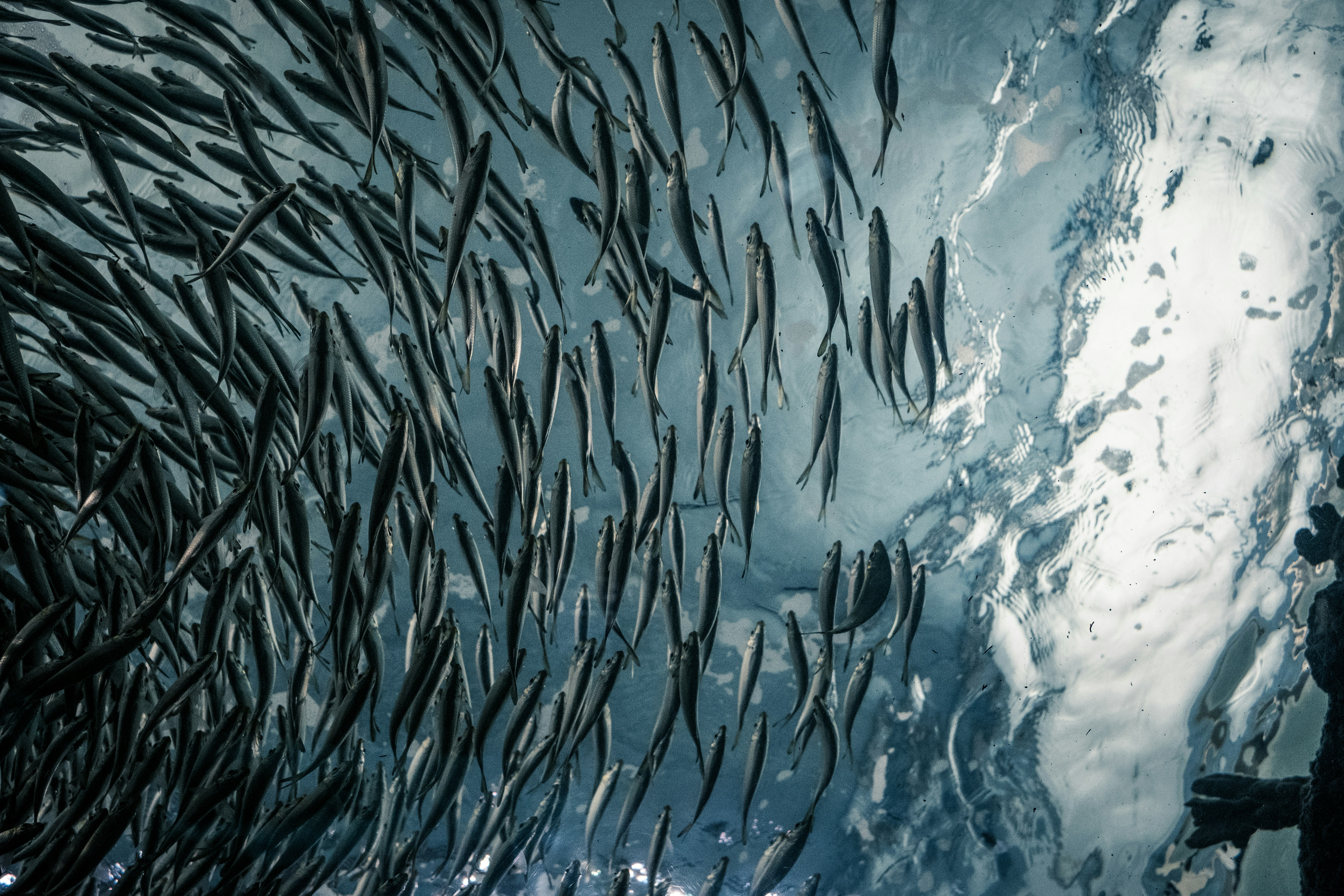 A large shoal of fish swimming in the ocean.