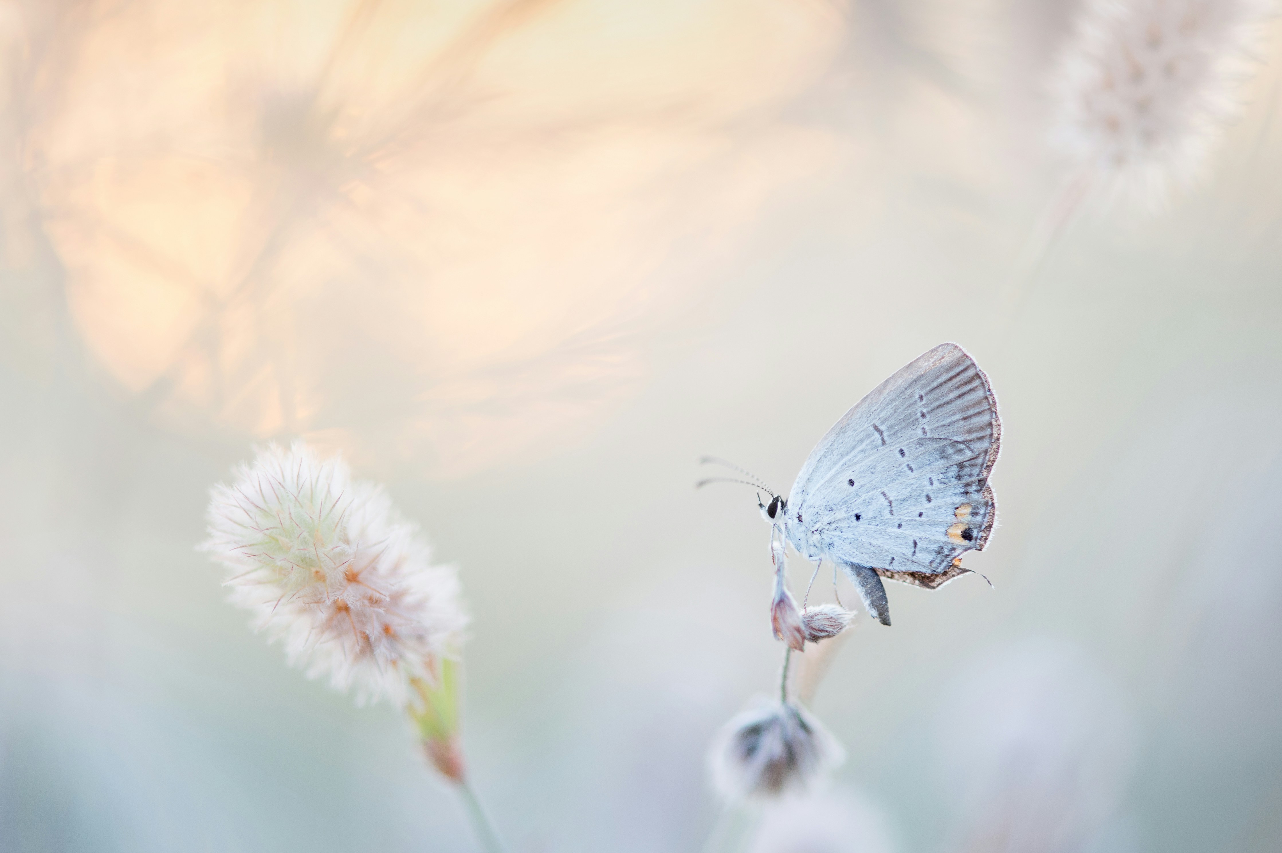 A white butterfly sits on a fluffy white plant, against a pale light background.